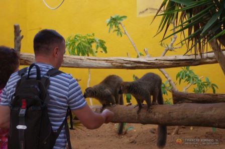 MONKEY PARK - “ЛЕМУРЯТНИК” Tenerife Kompass
