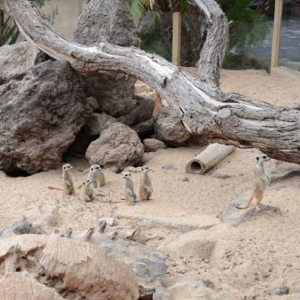 ПАРК ОРЛОВ - JUNGLE PARK | Tenerife Kompass
