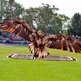ПАРК ОРЛОВ - JUNGLE PARK | Tenerife Kompass