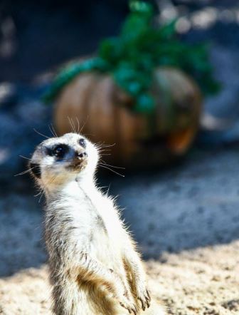 ЛОРО ПАРК | LORO PARQUE