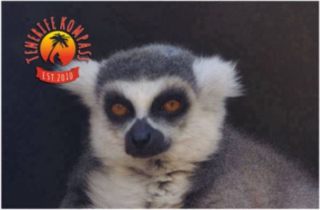 Ahvipark ehk Monkey Park | teemapargid Tenerifel