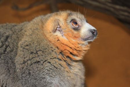 MONKEY PARK - “ЛЕМУРЯТНИК” Tenerife Kompass