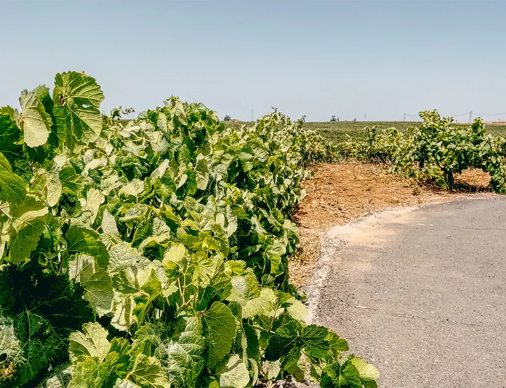 Veinituur ja banaaniistandus