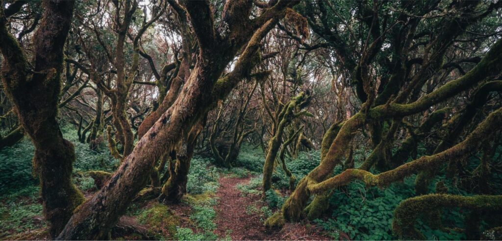 Ekskursioon la gomera saarele 2