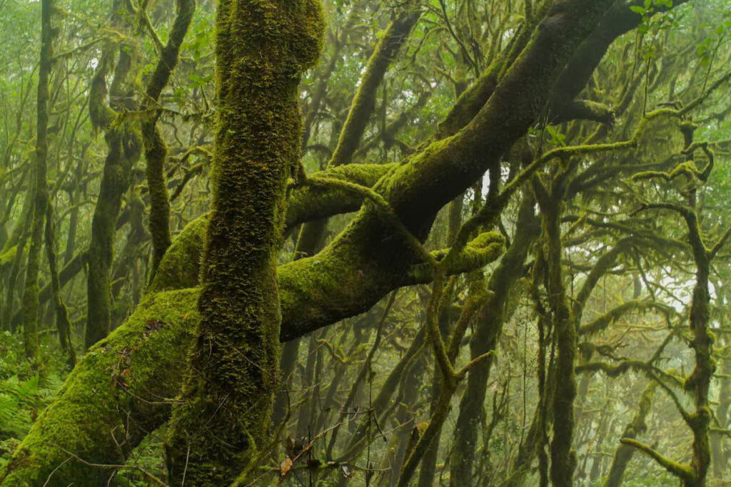 Ekskursioon la gomera saarele 4