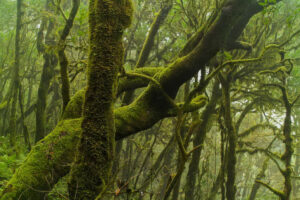 Ekskursioon la gomera saarele 4