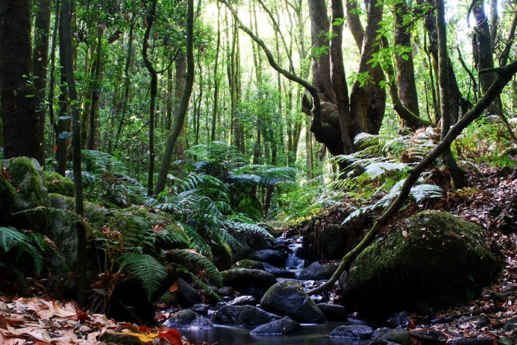 Ekskursioon la gomera saarele 6