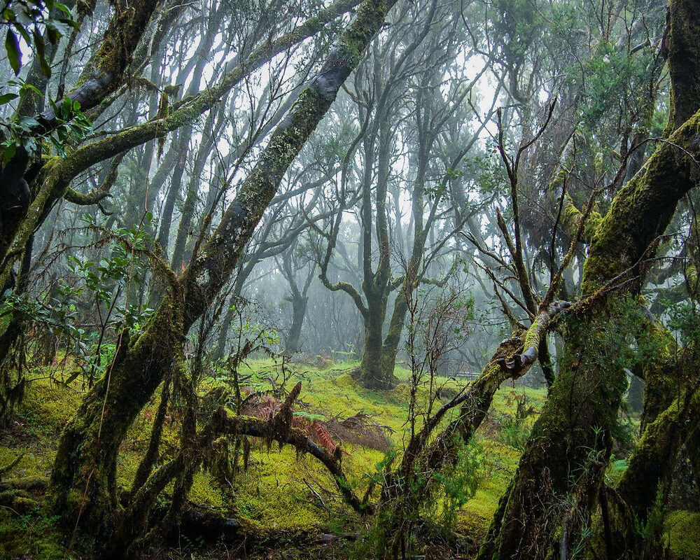 Ekskursioon La Gomera saarele