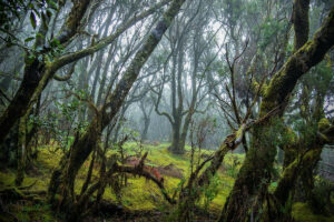Ekskursioon La Gomera saarele