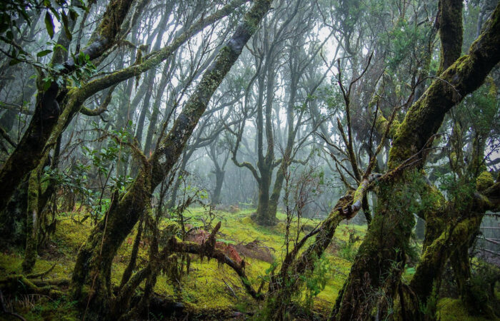 Ekskursioon La Gomera saarele