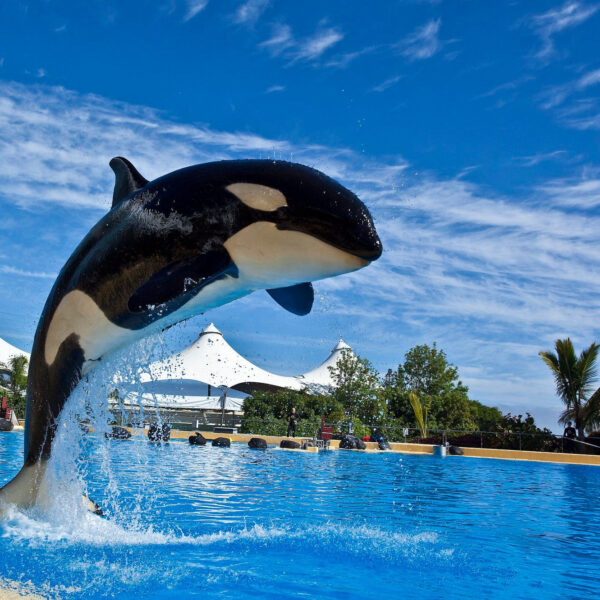 Loro park Tenerife