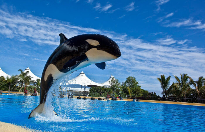 Loro park Tenerife