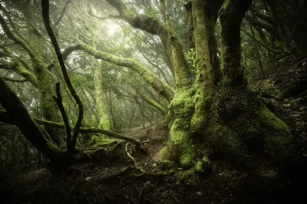 Matkursioon La Laguna loorberimets