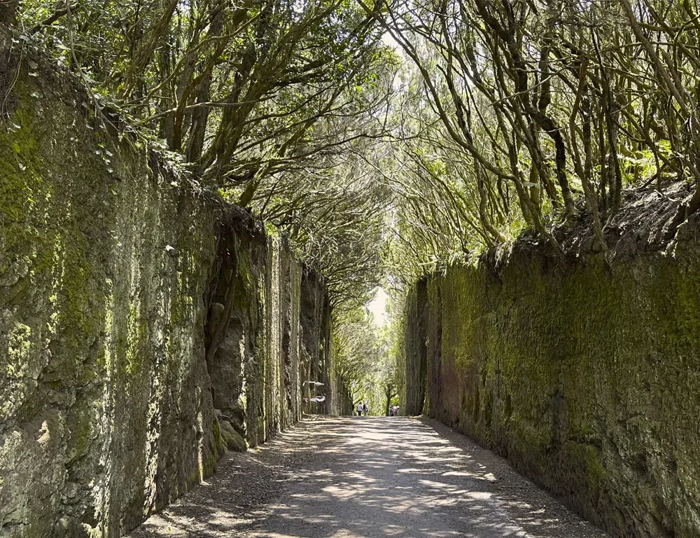 Santa Cruz La Laguna loorberimets