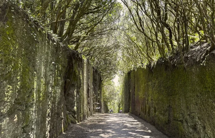 Santa Cruz La Laguna loorberimets