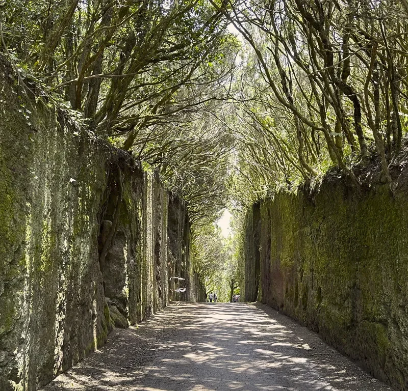 Santa Cruz La Laguna loorberimets