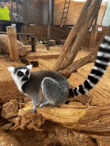 Tenerife monkey park ahvipark 6