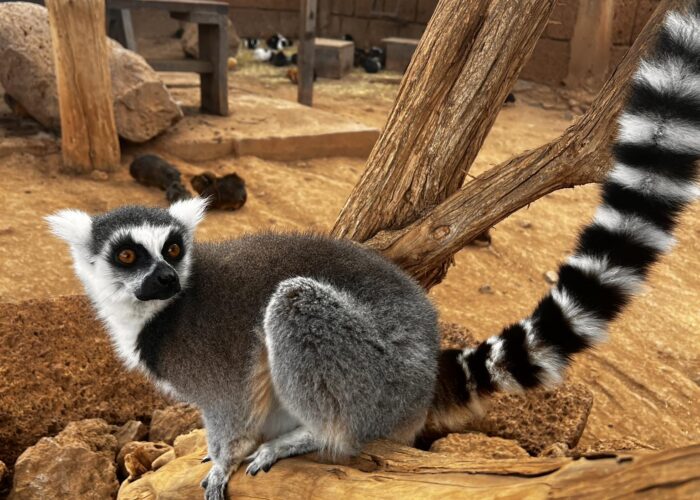 Monkey park ehk ahvipark Tenerifel