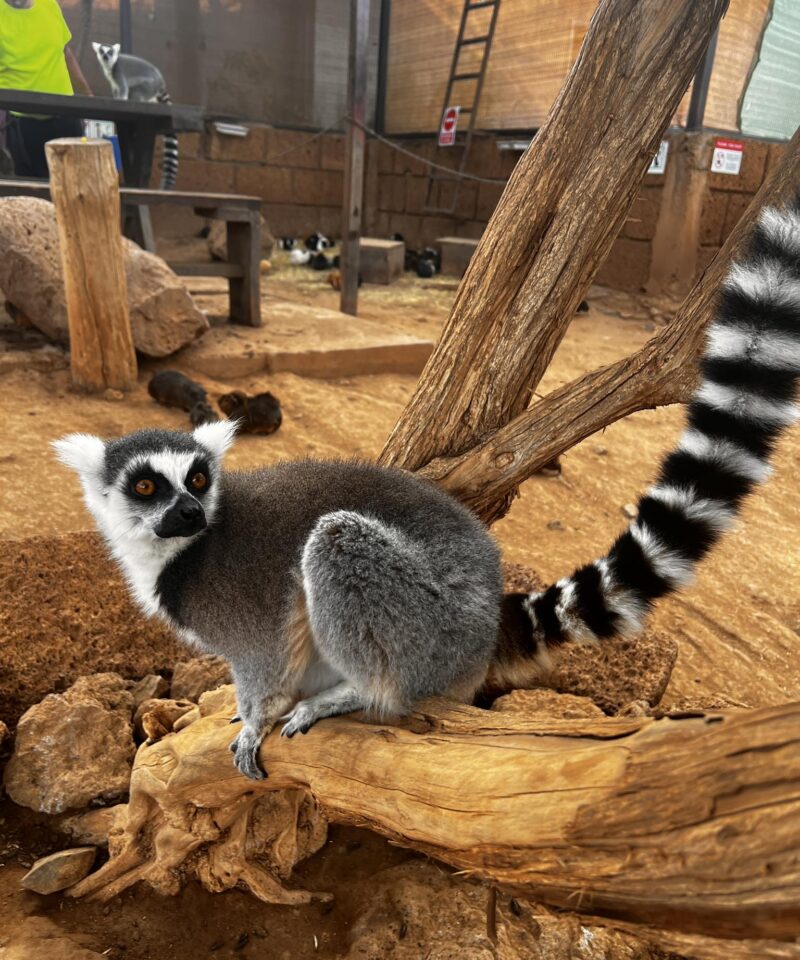 Monkey park ehk ahvipark Tenerifel