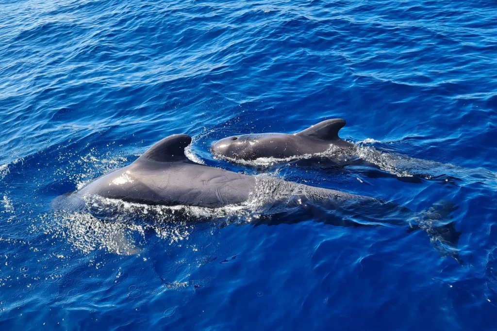 vaalad, delfiinid Tenerifel