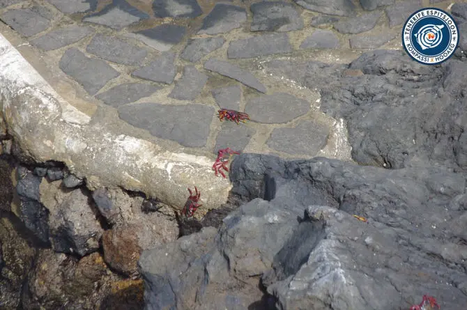 GARACHICO – ESIMENE, NEETUD PEALINN