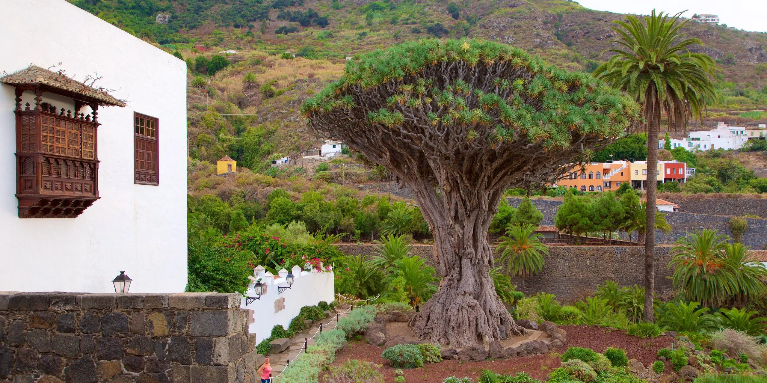 ICOD DE LOS VINOS – DRAAKONIPUU JA TUULTE KOOBAS