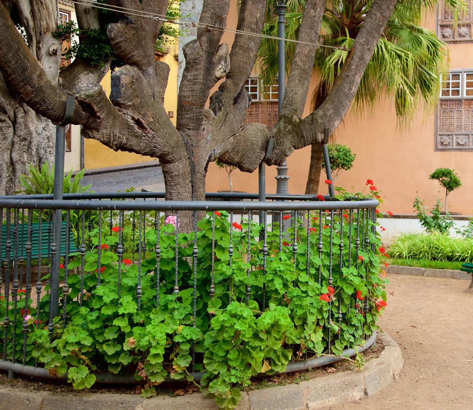 ICOD DE LOS VINOS – DRAAKONIPUU JA TUULTE KOOBAS