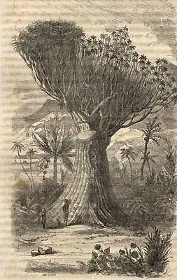 ICOD DE LOS VINOS – DRAAKONIPUU JA TUULTE KOOBAS