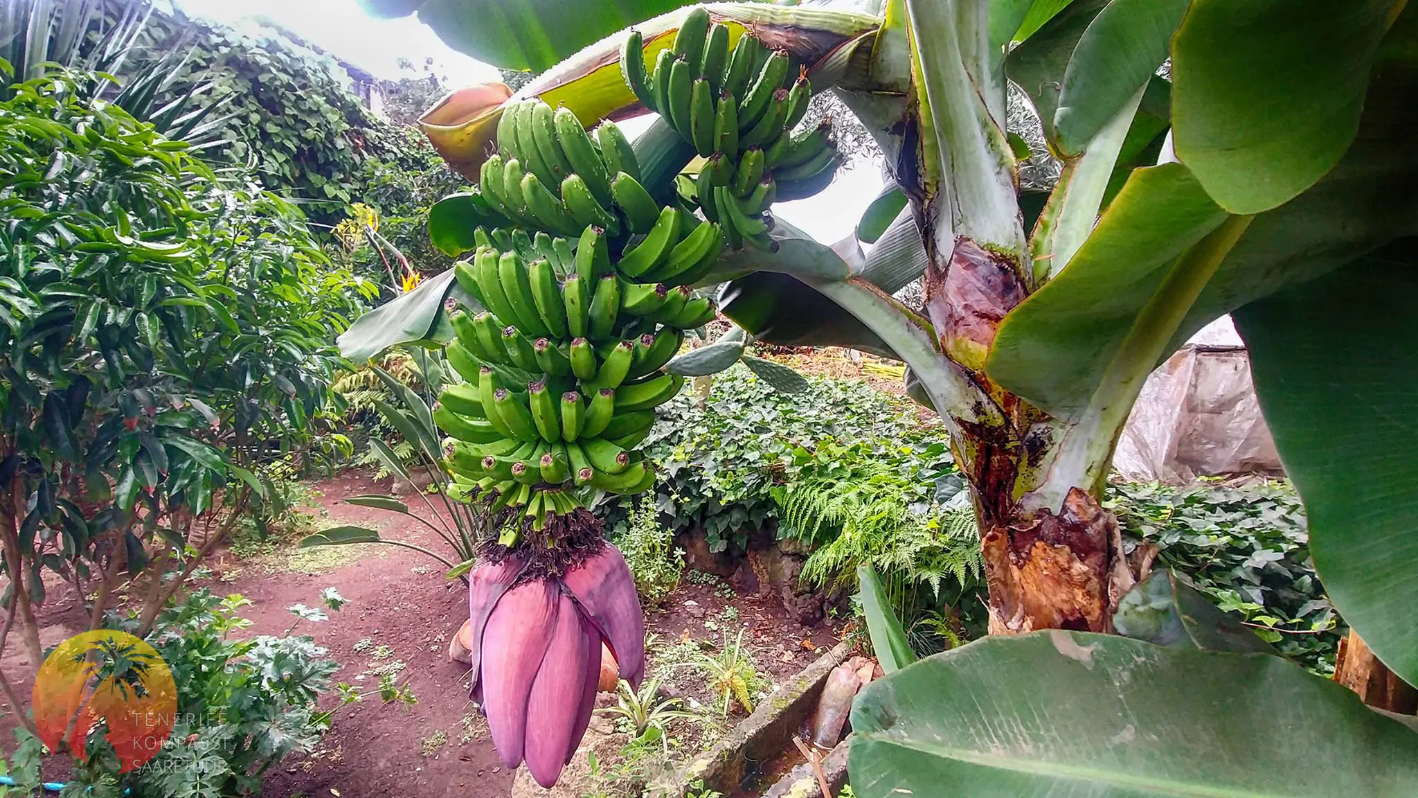 ICOD DE LOS VINOS – DRAAKONIPUU JA TUULTE KOOBAS