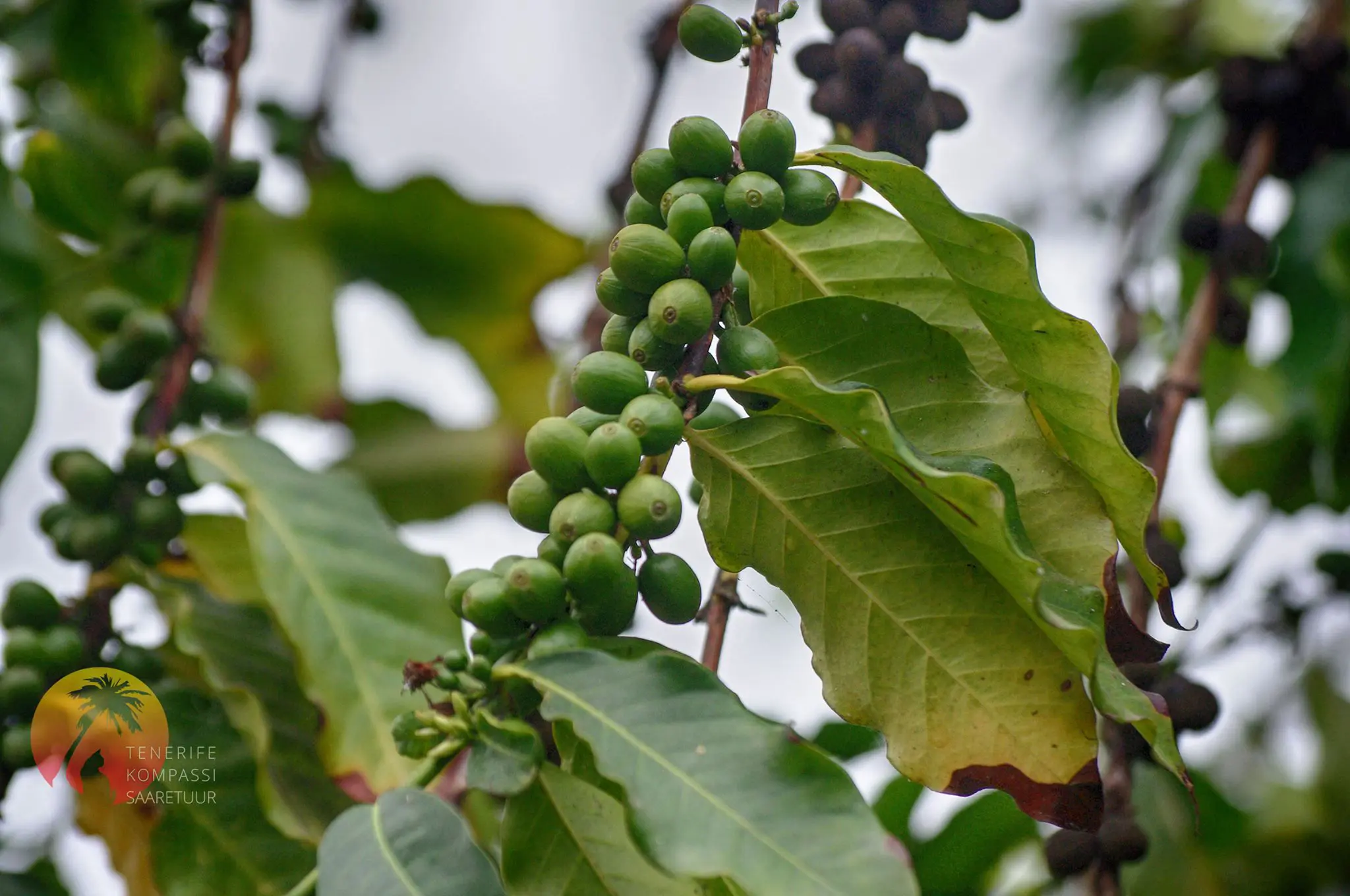 ICOD DE LOS VINOS – DRAAKONIPUU JA TUULTE KOOBAS