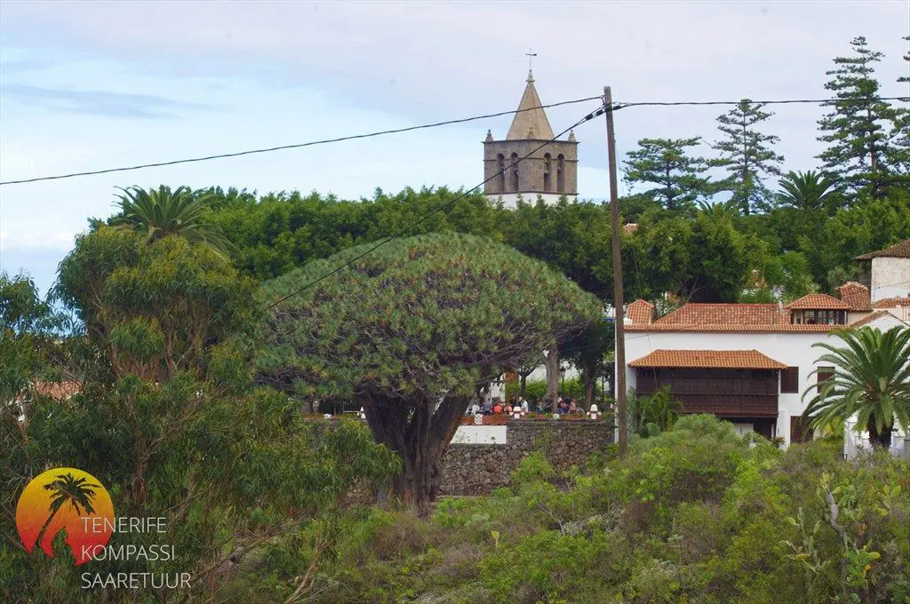 ICOD DE LOS VINOS – DRAAKONIPUU JA TUULTE KOOBAS