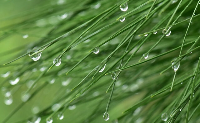 Joogivesi ja tarbevesi Tenerifel ja Kanaari saartel kanaari männi okkad