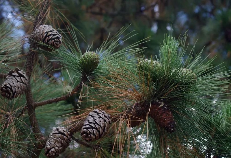 Joogivesi ja hall vesi Tenerifel, veetunnel