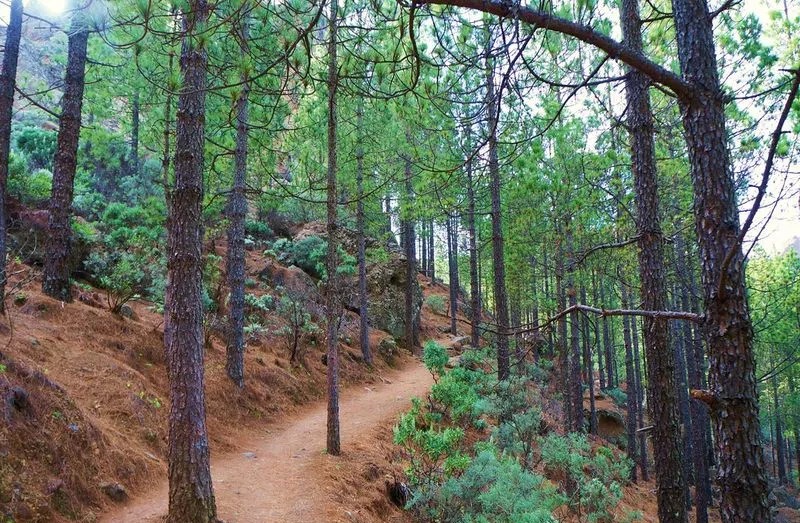 Joogivesi ja hall vesi Tenerifel, kanaari männid