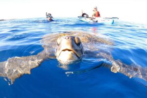 Kajakisafari Tenerifel
