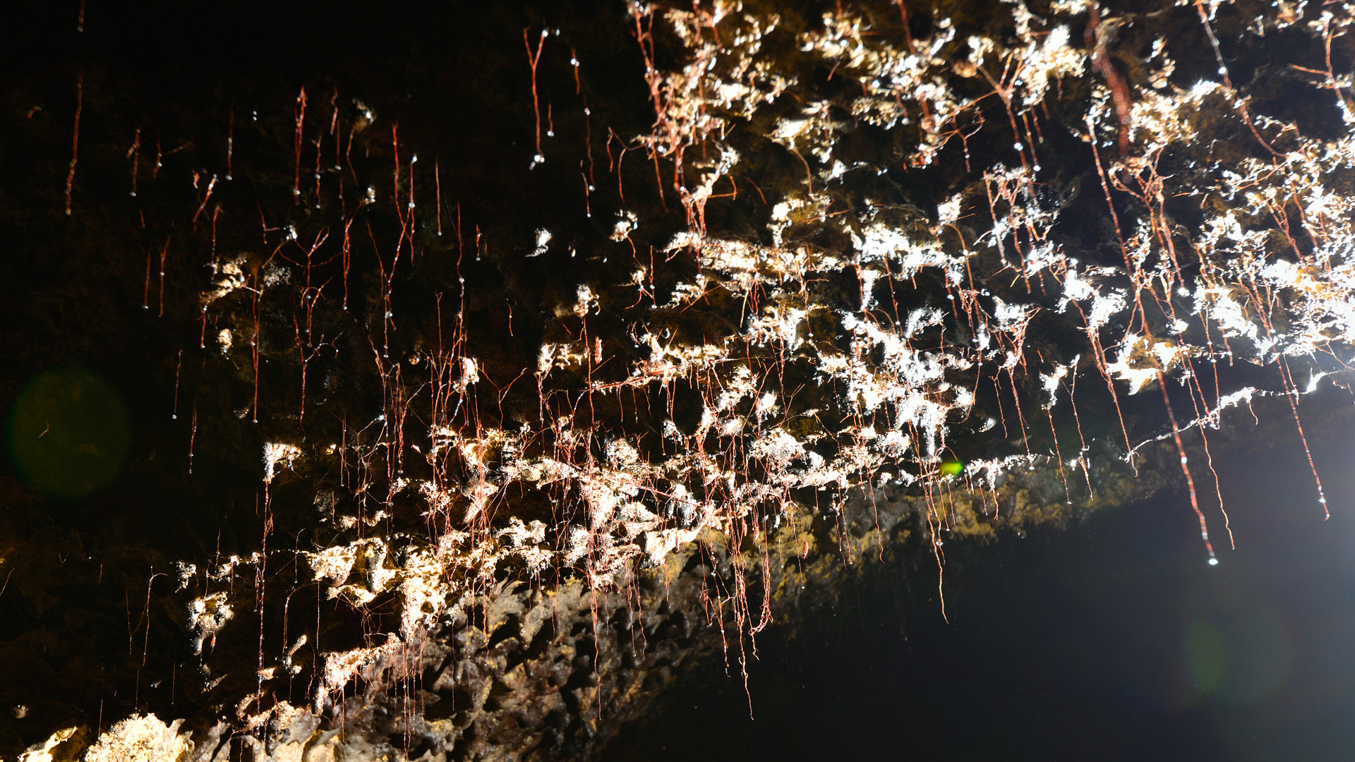 ICOD DE LOS VINOS – DRAAKONIPUU JA TUULTE KOOBAS