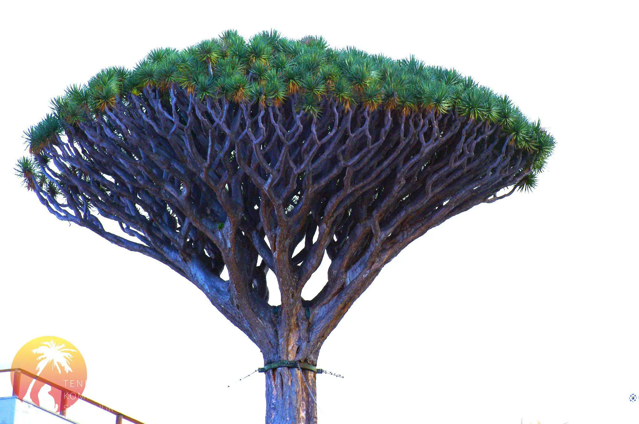 LA OROTAVA – LINN JA ORG