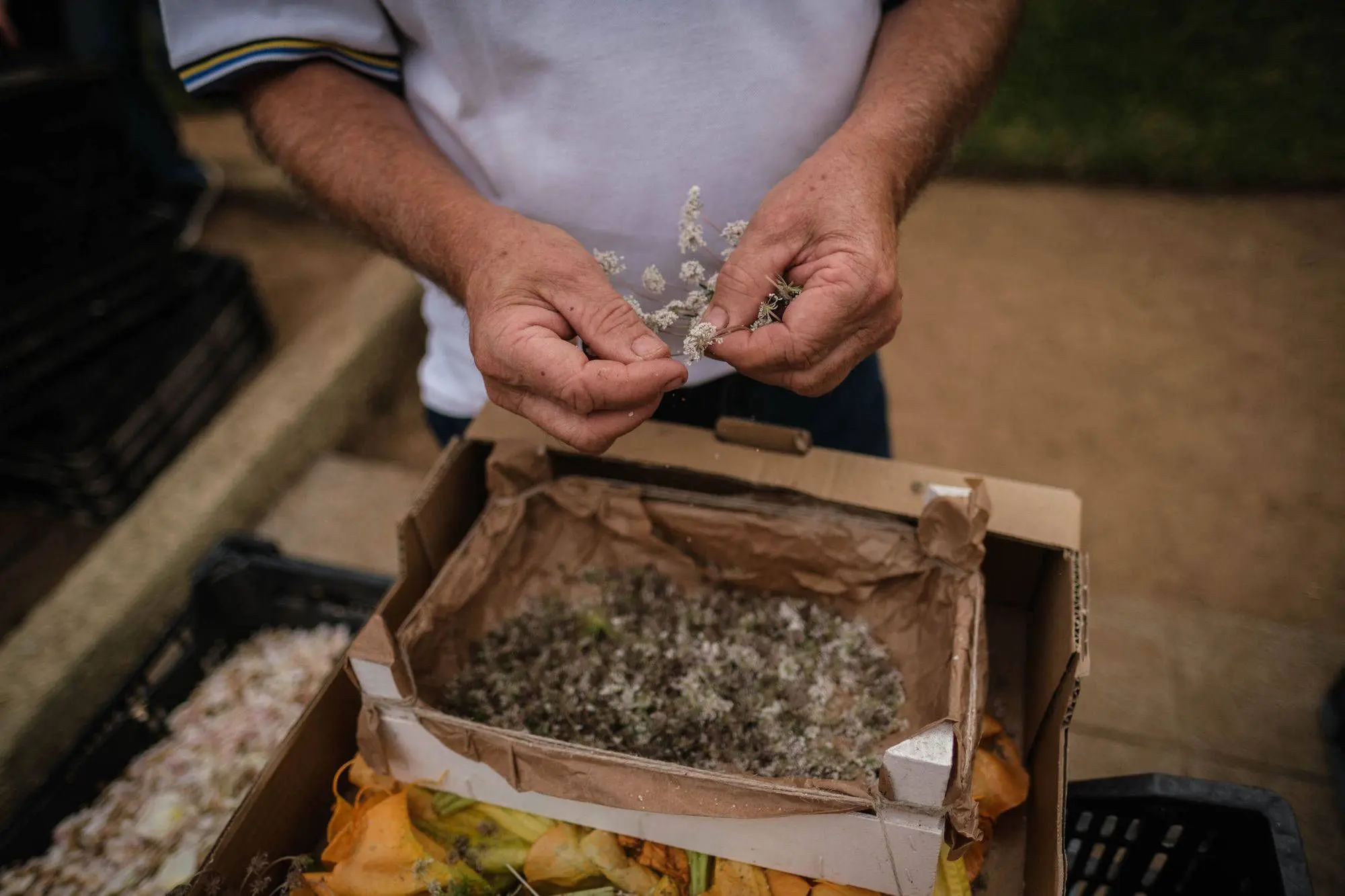 LA OROTAVA – LINN JA ORG