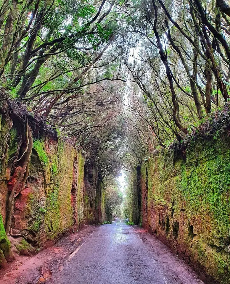 ANAGA JA TAGANANA – LOORBERIMETSAD