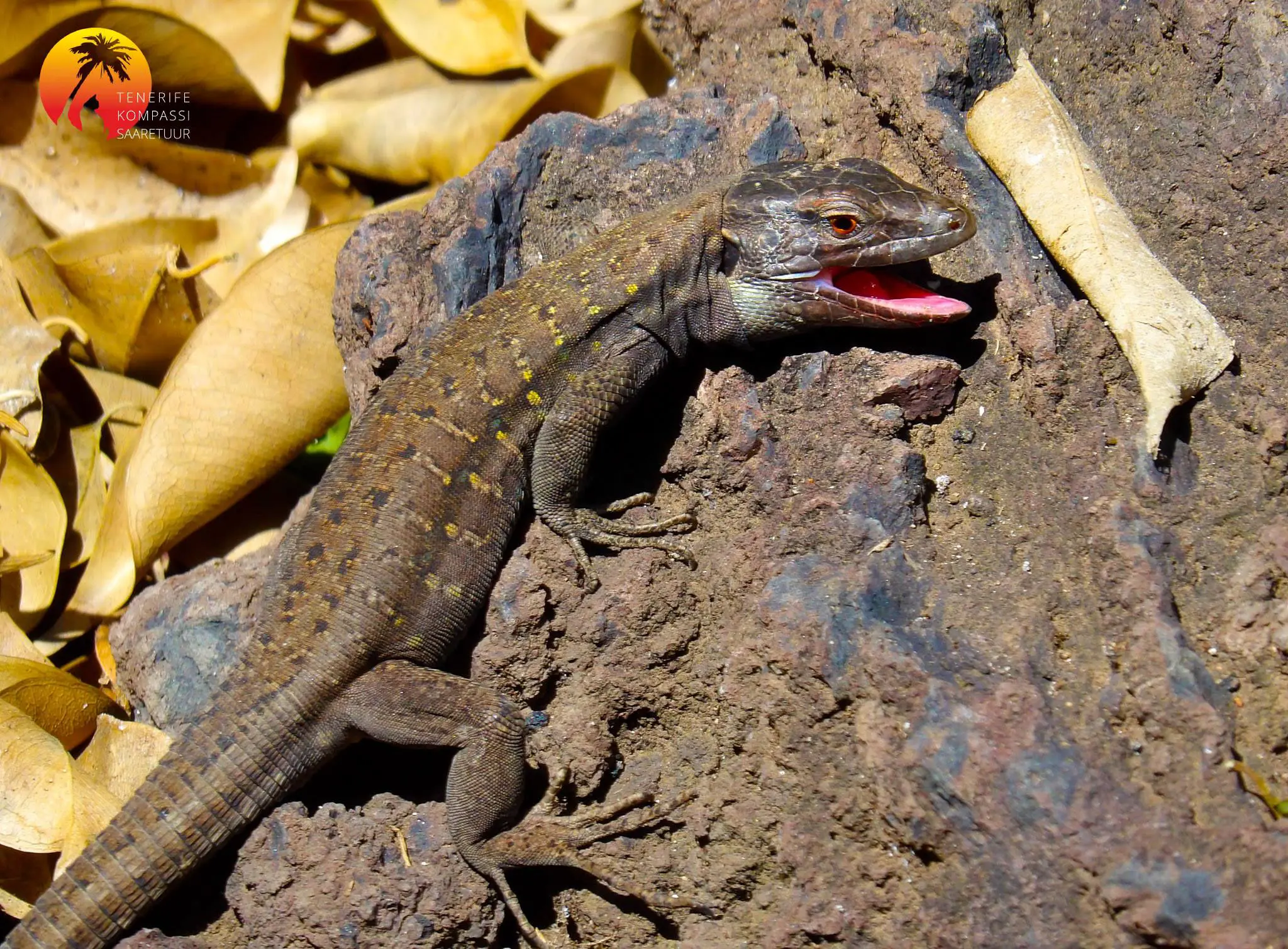 MASCA KÜLA JA KURISTIK
