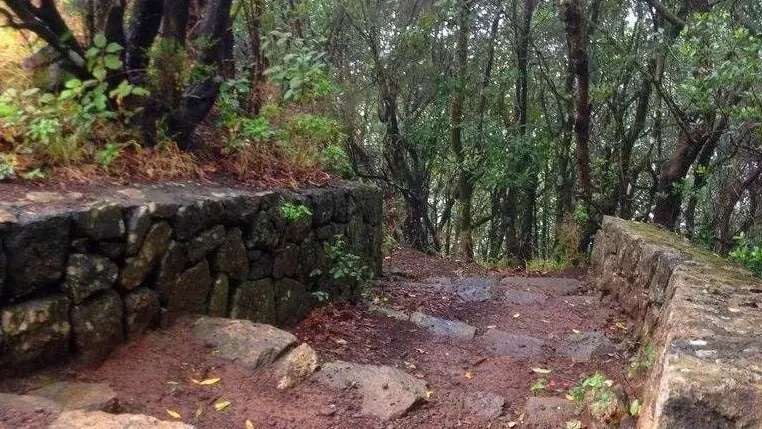 ANAGA JA TAGANANA – LOORBERIMETSAD