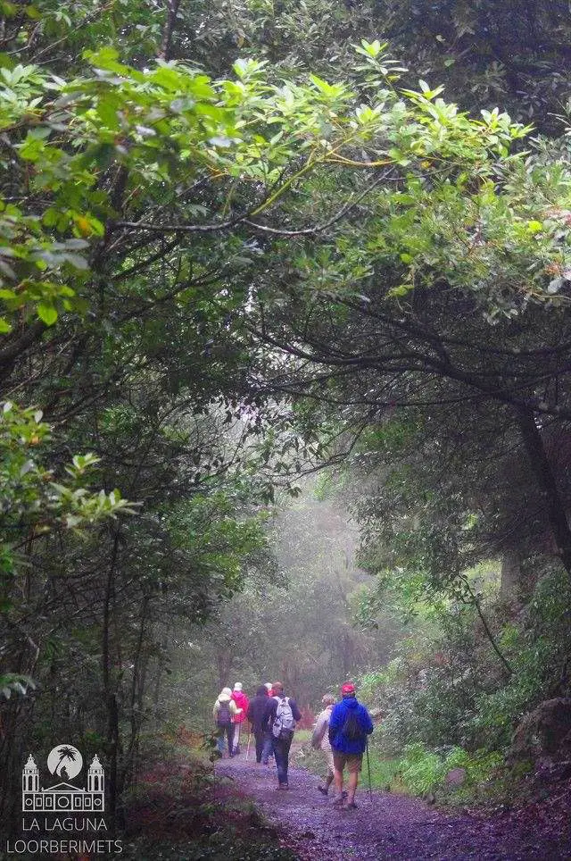 ANAGA JA TAGANANA – LOORBERIMETSAD