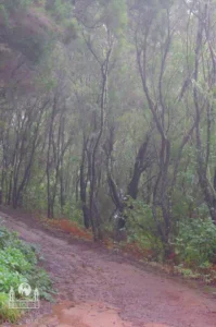 Matkursioon loorberimets tenerife kompass 5 640x 964 1