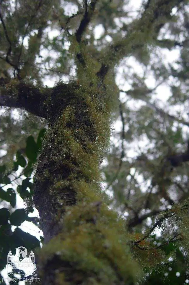 ANAGA JA TAGANANA – LOORBERIMETSAD