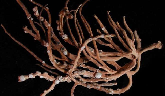 ORCHILLA ehk Kanaari purpur