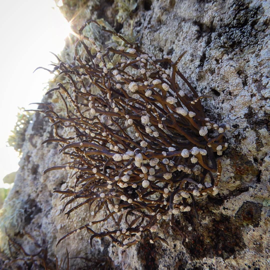 ORCHILLA ehk Kanaari purpur