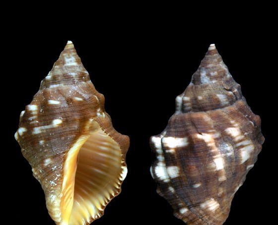 ORCHILLA ehk Kanaari purpur