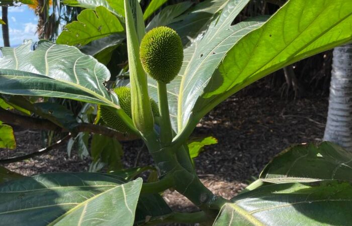 Palmetum tenerife kompass 1