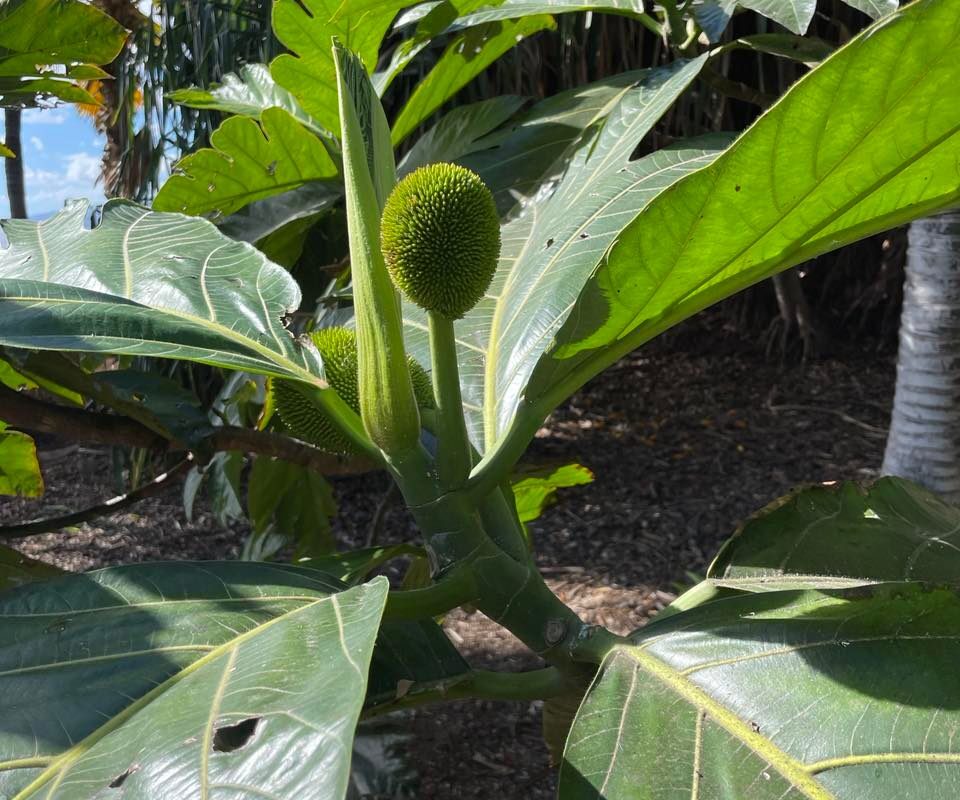 Palmetum tenerife kompass 1