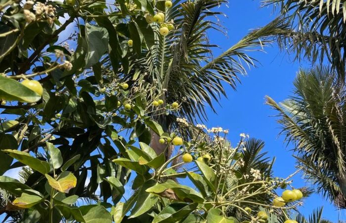 Palmetum tenerife kompass 10